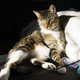 1/250 sec, f/4.0, ISO 100. Unedited photo of a very good kitty.